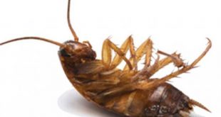 القضاء على الصراصير المنزلية