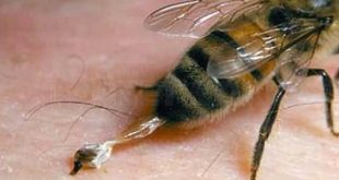 فوائد قرص النحل